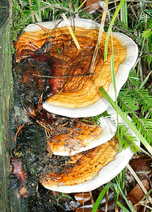 Les basidiomes de Fomitopsis pinicola sont souvent superposés © Giuseppe Mazza