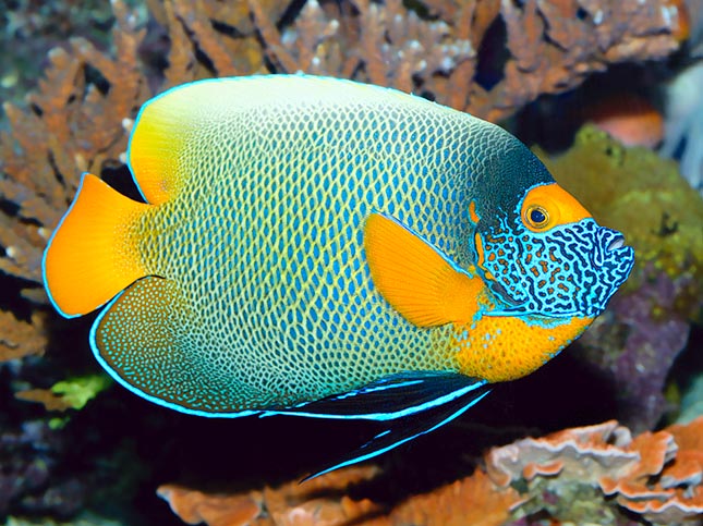 Les couleurs apparemment criardes de Pomacanthus xanthometopon sont mimétiques parmi les coraux © Giuseppe Mazza