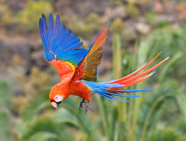 The principal colors of the Macaw macao (Ara macao) are the yellow, the red and the blue one © G. Mazza