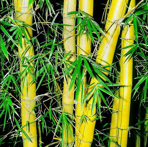 Les chaumes creux, verts ou jaunes striés de vert, peuvent atteindre 12 cm de diamètre. Bambusa vulgaris peut coloniser de vastes zones © Giuseppe Mazza