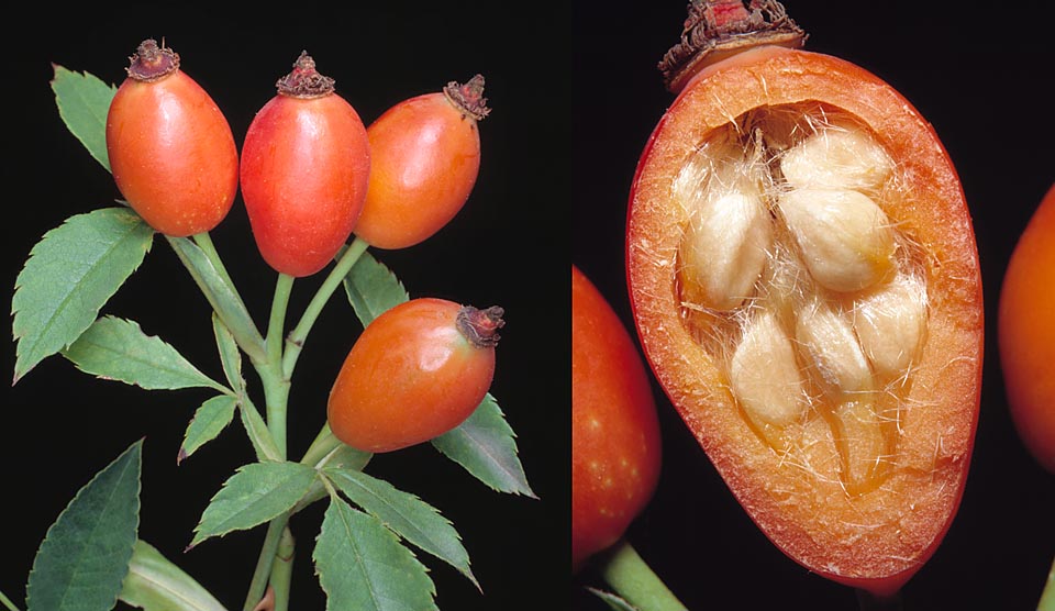 The false pyriform red-orange fruits, called hips, ripen in September-October. They contain several prysmatic seeds covered by thick down © Giuseppe Mazza