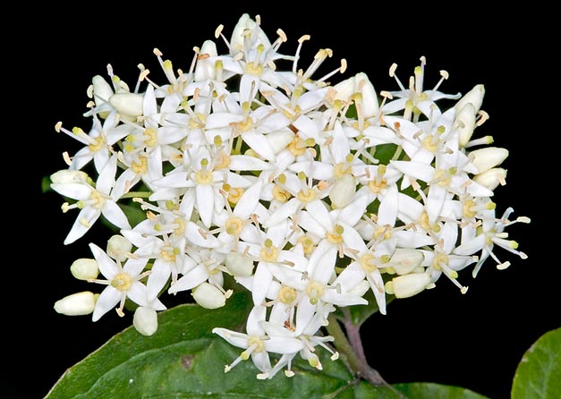Las flores, anchas 8-12 mm, con 4 pétalos, están reunidas en inflorescencias tipo racimo de 4-5 cm © Mazza