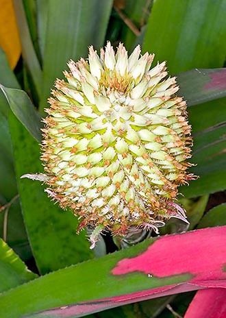 Aechmea pectinata, Bromeliaceae 