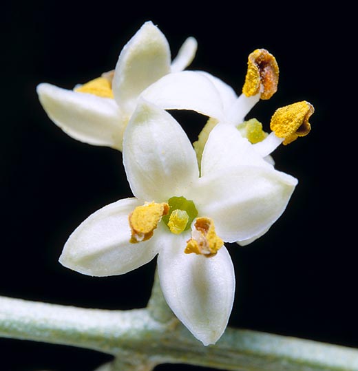 Les fleurs à 4 pétales lobés de 1-3 mm sont bisexuées ou mâles © Giuseppe Mazza