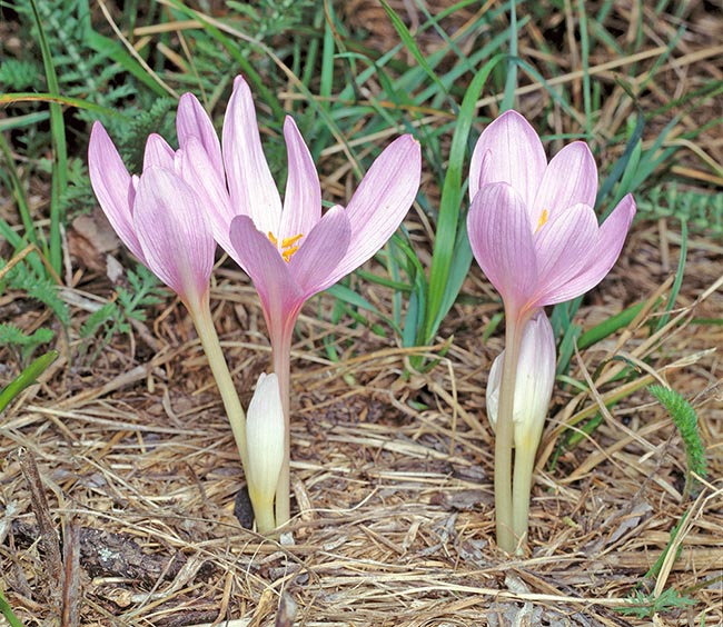 Colchicum autumnale flowers bloom late summer, but the fruits develop in spring © Giuseppe Mazza