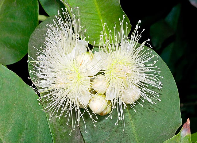 Las flores del Syzygium aqueum tienen 4 pétalos y largos estambres © Giuseppe Mazza
