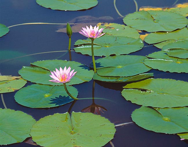 The Nymphaea capensis flowers emerge from water and open by daytime © Giuseppe Mazza