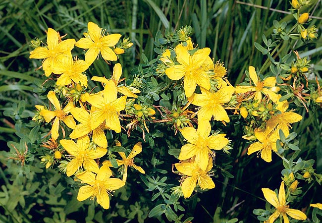 I fiori, disposti in corimbi, hanno 5 petali giallo dorati lunghi il doppio dei sepali © Giuseppe Mazza