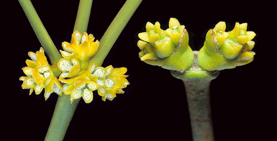 Viscum album, Santalaceae, muérdago común