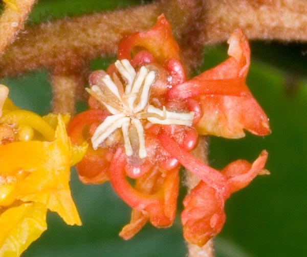 Las flores, con 5 pétalos de 6 mm, primero amarillos y luego naranjas llevan 10 estambres © G. Mazza