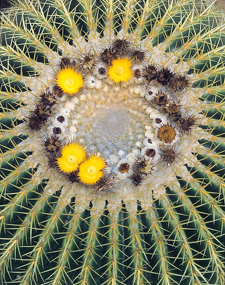 Las flores solares del Echinocactus grusonii duran tres días © Giuseppe Mazza
