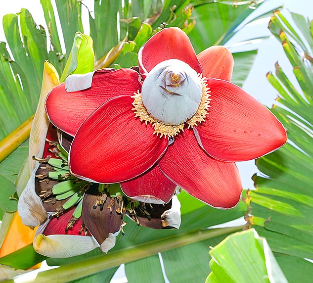 Fleurs disposées en plusieurs rangées. L’hybridation avec Musa acuminata a donné des bananes comestibles © Giuseppe Mazza
