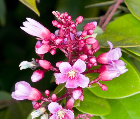 Les fleurs révèlent au premier coup d'œil une parenté claire avec l’Oxalis bien connu © G. Mazza