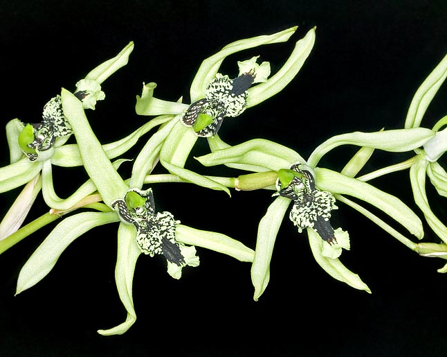 Las flores, verde esmeralda con diseños negros y verrugas, duran mucho y son perfumadas © Giuseppe Mazza