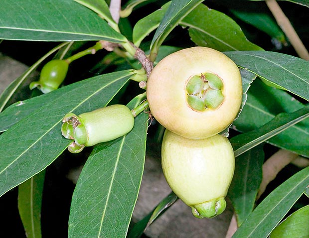 The Syzygium jambos fruits are edible and smell of rose © Giuseppe Mazza