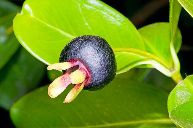 Les fruits de l'Eugenia brasiliensis, noirs pourprés, ont la taille et le goût des cerises. Variétés jaunes ou rouges © Giuseppe Mazza
