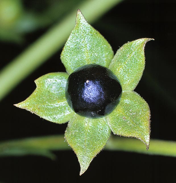 Glossy black berries at the centre of a stellar structure unluckily attract the children © Giuseppe Mazza