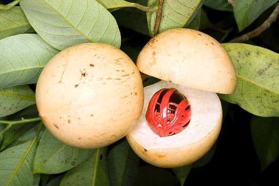 Los frutos maduran en 8-9 meses y se abren espontáneamente en la mitad © Giuseppe Mazza