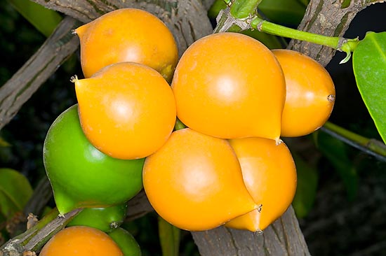 Los frutos, primero verdes y luego amarillos, son muy ricos en vitamina C © Giuseppe Mazza