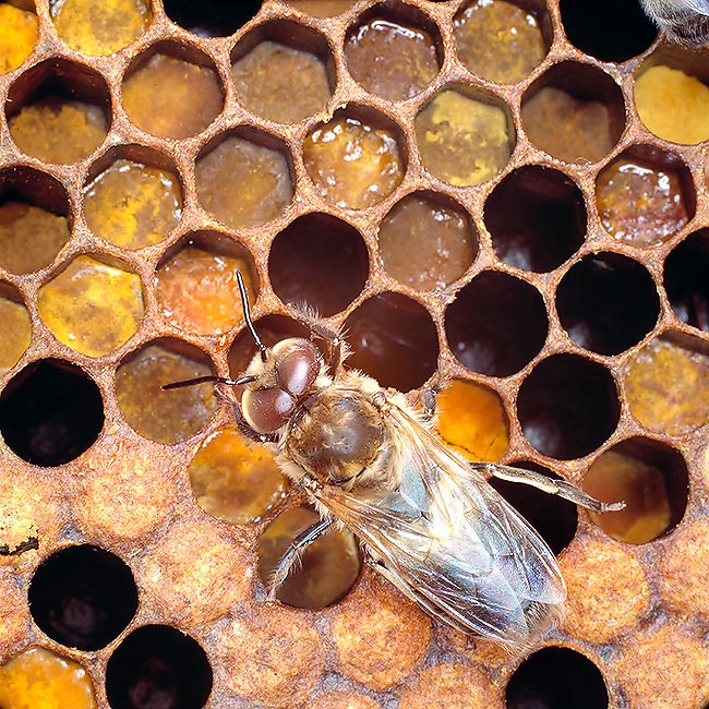 La fonction des faux-bourdons est de féconder la reine. En raison de leur pièces buccales incomplètes, ils sont nourris toute leur vie par les ouvrières. Leur nombre varie de 500 à 2000 selon les ruches © Giuseppe Mazza