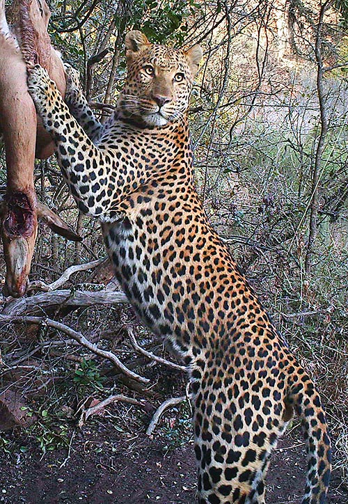 Leopards often carry the killed preys to a safe place on a tree © Gianni Olivo