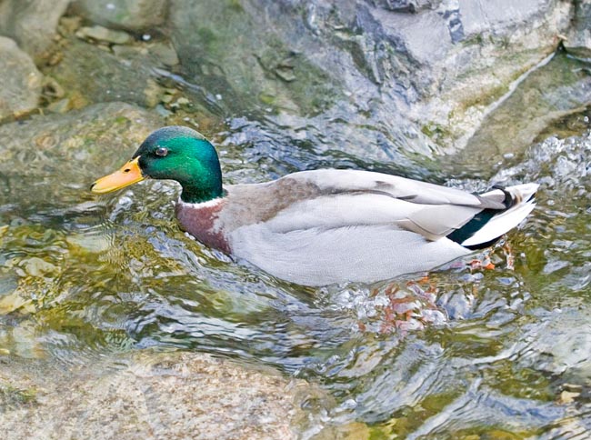 Anas platyrhynchos, Canard colvert, Anatidae Anas platyrhynchos, Canard colvert, Anatidae