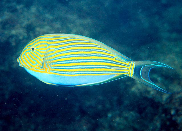 Acanthurus lineatus, Lined surgeonfish, Acanthuridae Acanthurus lineatus, Lined surgeonfish, Acanthuridae