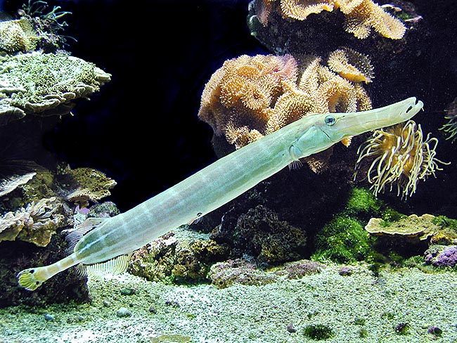 Aulostomus maculatus, Aulostomidae, Pesce trombetta dei Caraibi 