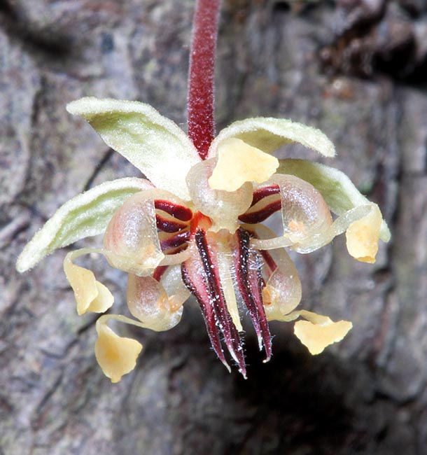 I minuscoli e complessi fiori ermafroditi spuntano sul tronco o sui rami principali © Giuseppe Mazza