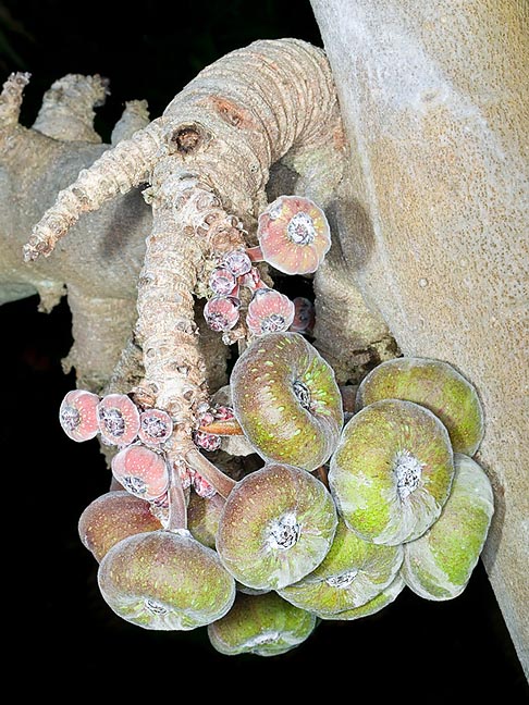 Les sycones, comestibles, 4 à 8 cm de diamètre. L'espèce est dioïque © G. Mazza