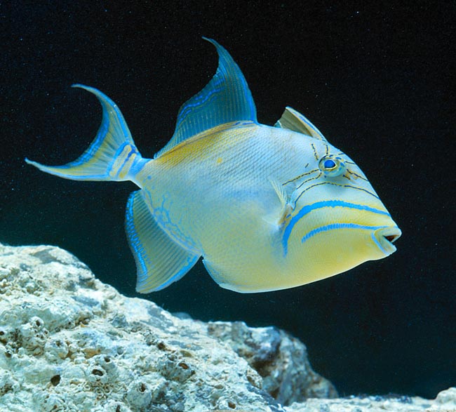 El Balistes vetula alcanza los 60 cm y habita en ambas orillas del Atlántico © Giuseppe Mazza