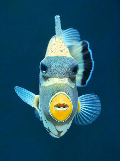 Balistoides conspicillum, Balistidae, Clown triggerfish