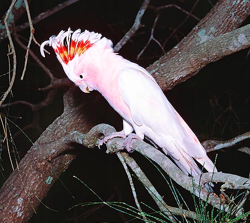 The Pink Cockatoo has a gaudy, erectile crest © Giuseppe Mazza