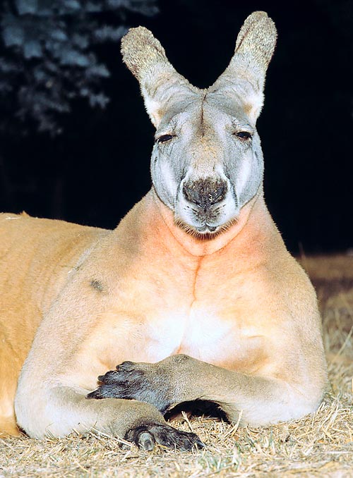 Red kangaroo (Macropus rufus) is the greatest extant marsupial © Giuseppe Mazza