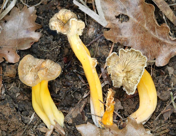 Very common, Cantharellus lutescens grows by late autumn - early winter © Giuseppe Mazza