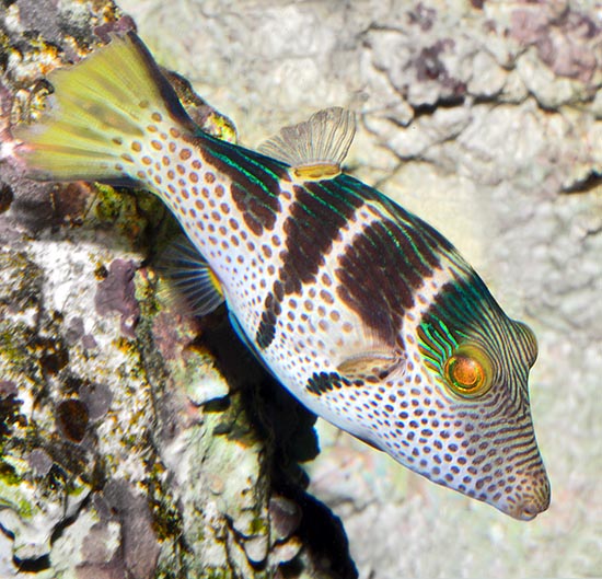 Canthigaster valentini, Tetraodontidae, Saddled pufferfish