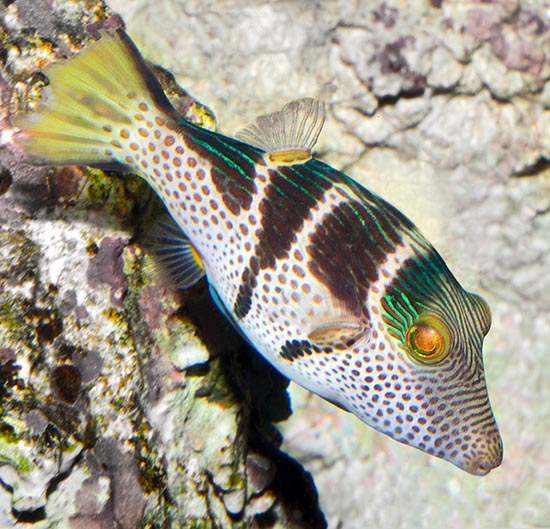 Canthigaster valentini, Tetraodontidae, Saddled pufferfish Canthigaster valentini, Tetraodontidae, Saddled pufferfish
