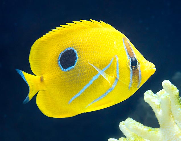 Chaetodon bennetti, Chaetodontidae, Pez mariposa de Bennett Chaetodon bennetti, Chaetodontidae, Pez mariposa de Bennett