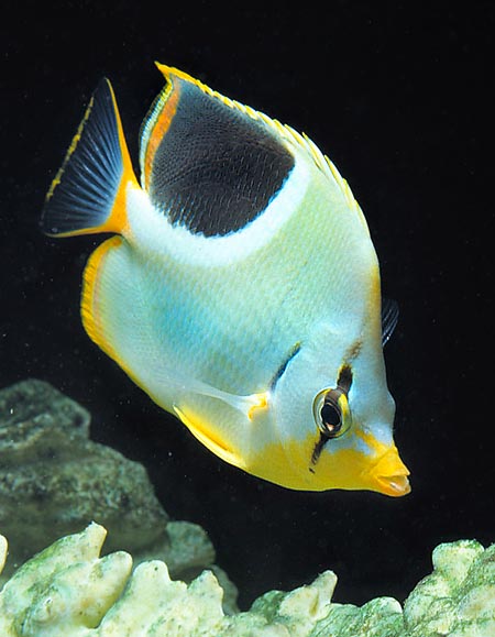 Chaetodon ephippium, Saddle butterflyfish, Chaetodontidae Chaetodon ephippium, Saddle butterflyfish, Chaetodontidae
