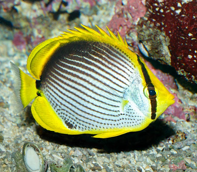 Chaetodon melannotus, Pez mariposa de dorso negro, Chaetodontidae Chaetodon melannotus, Pez mariposa de dorso negro, Pez mariposa a manchas negras, Chaetodontidae