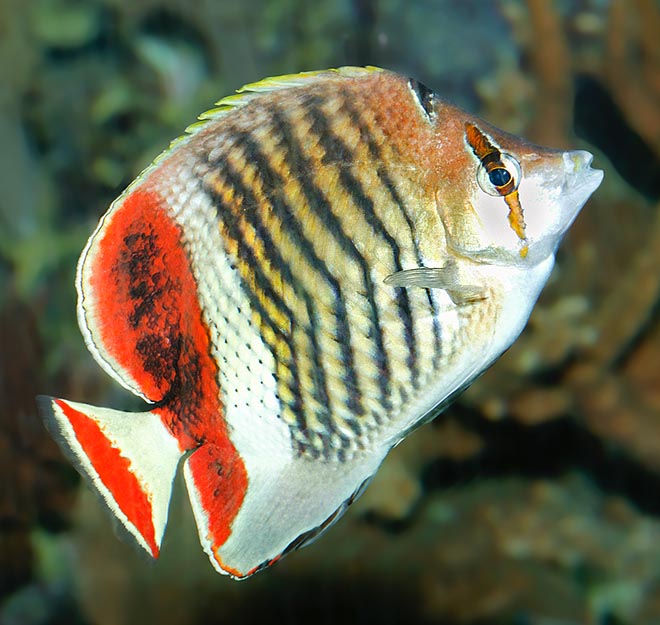 Chaetodon paucifasciatus, Chaetodontidae, Pez mariposa coronado, Pez mariposa del Mar Rojo Chaetodon paucifasciatus, Chaetodontidae, Pez mariposa coronado, Pez mariposa del Mar Rojo