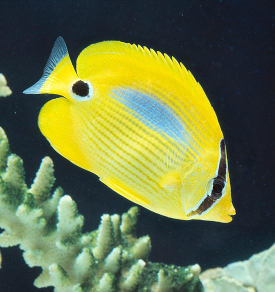 Chaetodon plebeius, Blueblotch butterflyfish, Chaetodontidae Chaetodon plebeius, Blueblotch butterflyfish, Chaetodontidae