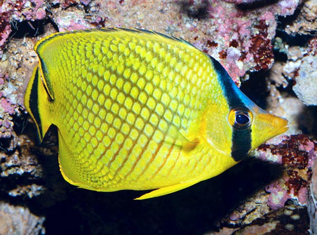 Chaetodon rafflesii, Latticed butterflyfish, Chaetodontidae Chaetodon rafflesii, Latticed butterflyfish, Chaetodontidae