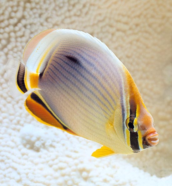 Chaetodon trifasciatus, Pesce farfalla trifasciato, Chaetodontidae Chaetodon trifasciatus, Pesce farfalla trifasciato, Chaetodontidae