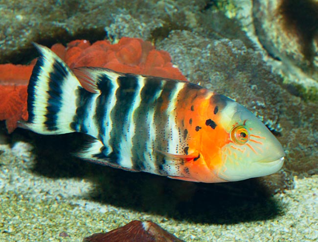 Cheilinus fasciatus, Labridae, Labride dal petto rosso Cheilinus fasciatus, Labridae, Labride dal petto rosso