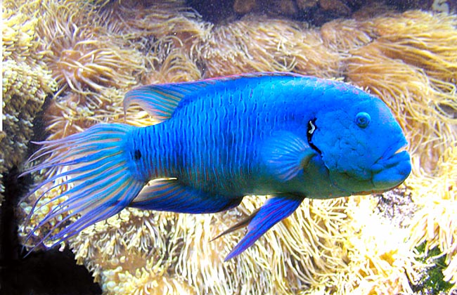 Cheilinus lunulatus, Labridae, Tordo dalla coda sfrangiata Cheilinus lunulatus, Labridae, Tordo dalla coda sfrangiata