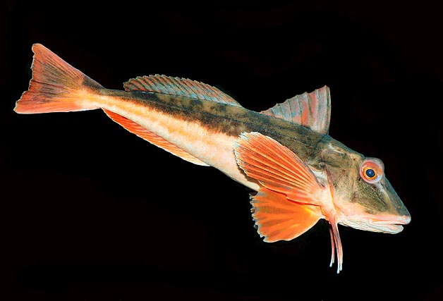 Chelidonichthys lucerna, Tub gurnard, Triglidae Chelidonichthys lucerna, Tub gurnard, Triglidae