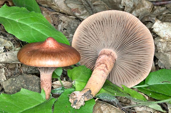 The Chroogomphus rutilus is a little valued edible fungus © Giuseppe Mazza