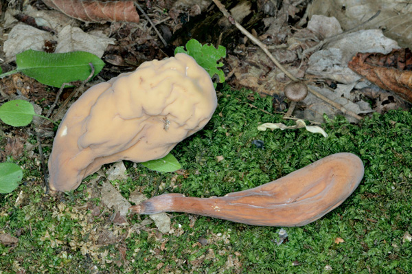 El Clavariadelphus pistillaris recuerda la forma de una clava. Comestible pero de baja calidad © G. Mazza