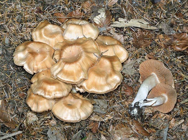 Cortinarius infractus is very common but inedible due to the bitter taste of its flesh © Giuseppe Mazza